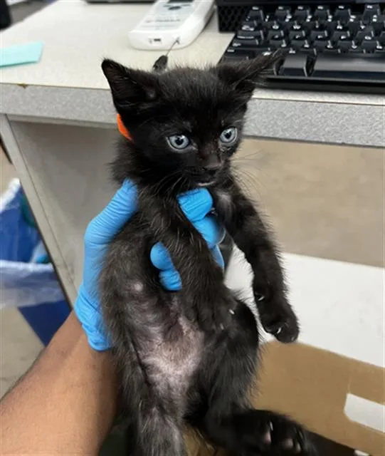 Milo