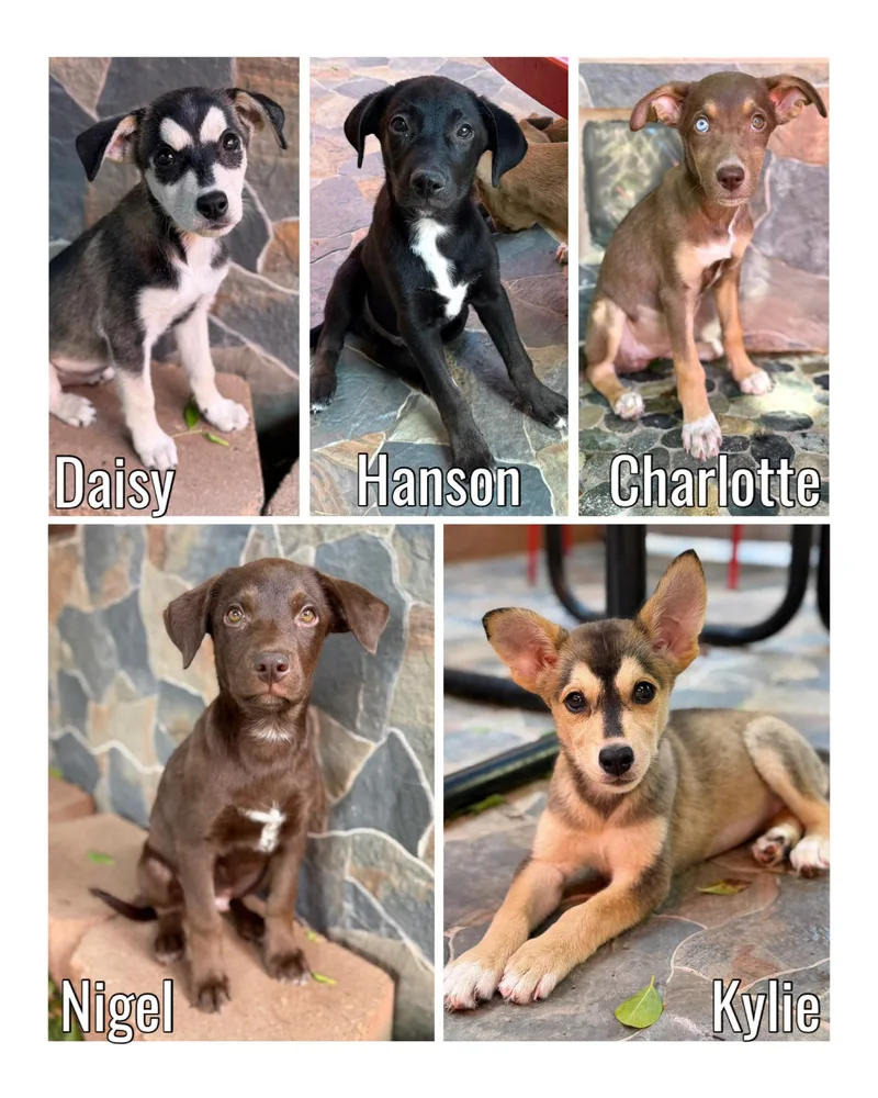 HuskeyLab Mixes