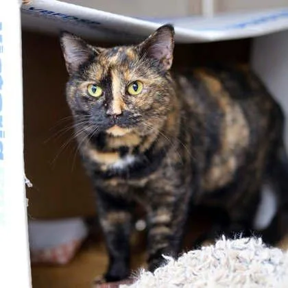 An adult small-sized female Black Domestic Short Hair cat named Dorah for adoption in Atlanta, GA