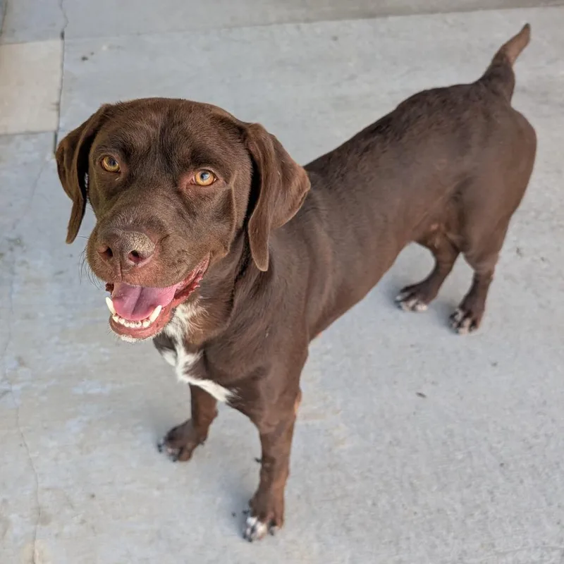 An adult medium-sized female Brown / Chocolate Mixed Breed dog named Po for adoption in Emporia, KS