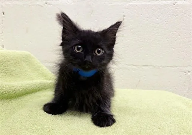 A baby small-sized male Domestic Short Hair cat named Kenny for adoption in Saint Louis, MO
