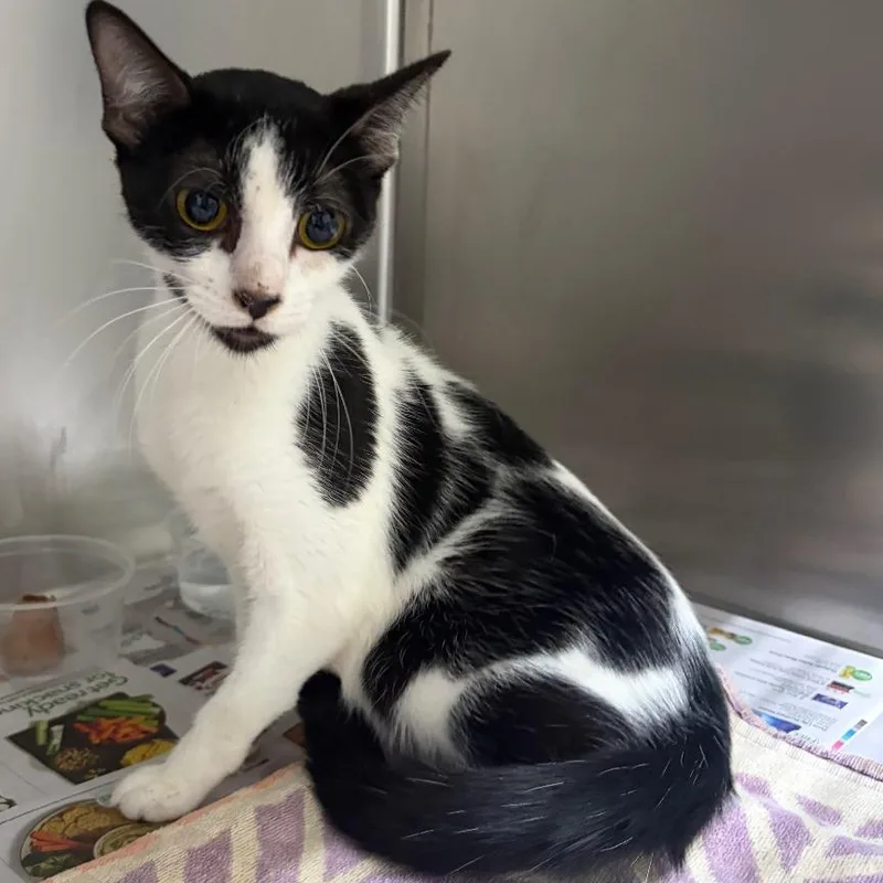 A young medium-sized female White Domestic Short Hair cat named Lottie for adoption in Milton, FL