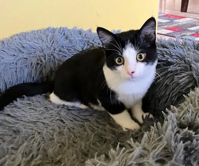A baby medium-sized female Black & White / Tuxedo Domestic Short Hair cat named Rogue for adoption in Chambersburg, PA