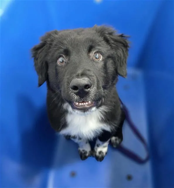 A baby large-sized male Mixed Breed dog named Harwood for adoption in Dallas, TX