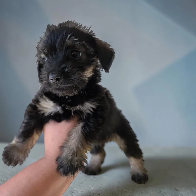 A baby small-sized female Yorkie Poo dog named Stevie for adoption in San Diego, CA