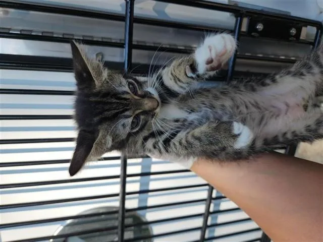 A baby medium-sized female Domestic Short Hair cat named A for adoption in Houston, TX