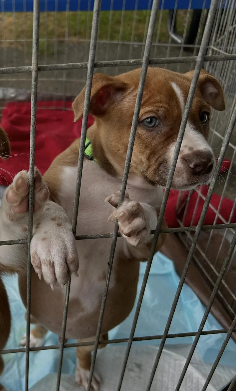 A baby medium-sized male Bicolor Pit Bull Terrier dog named Bourbon for adoption in Woodland, CA