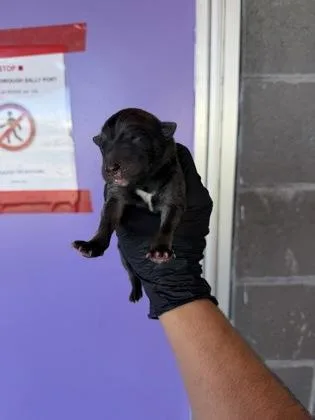 A baby small-sized male Brown / Chocolate Border Collie dog named 61801132 for adoption in El Paso, TX
