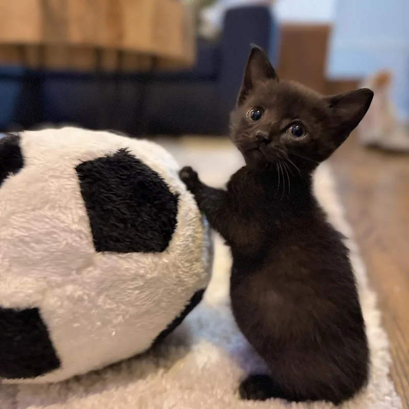 A baby small-sized female Black Domestic Short Hair cat named Wednesday for adoption in Webster, TX