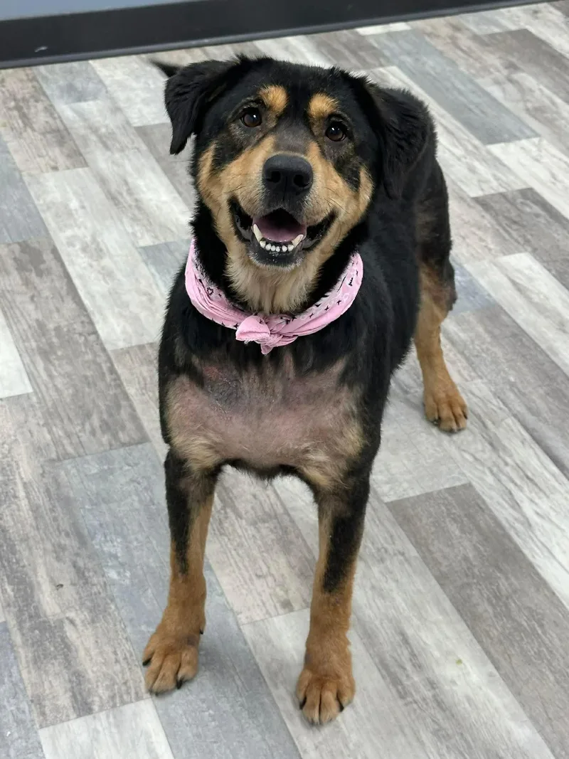 Roxy