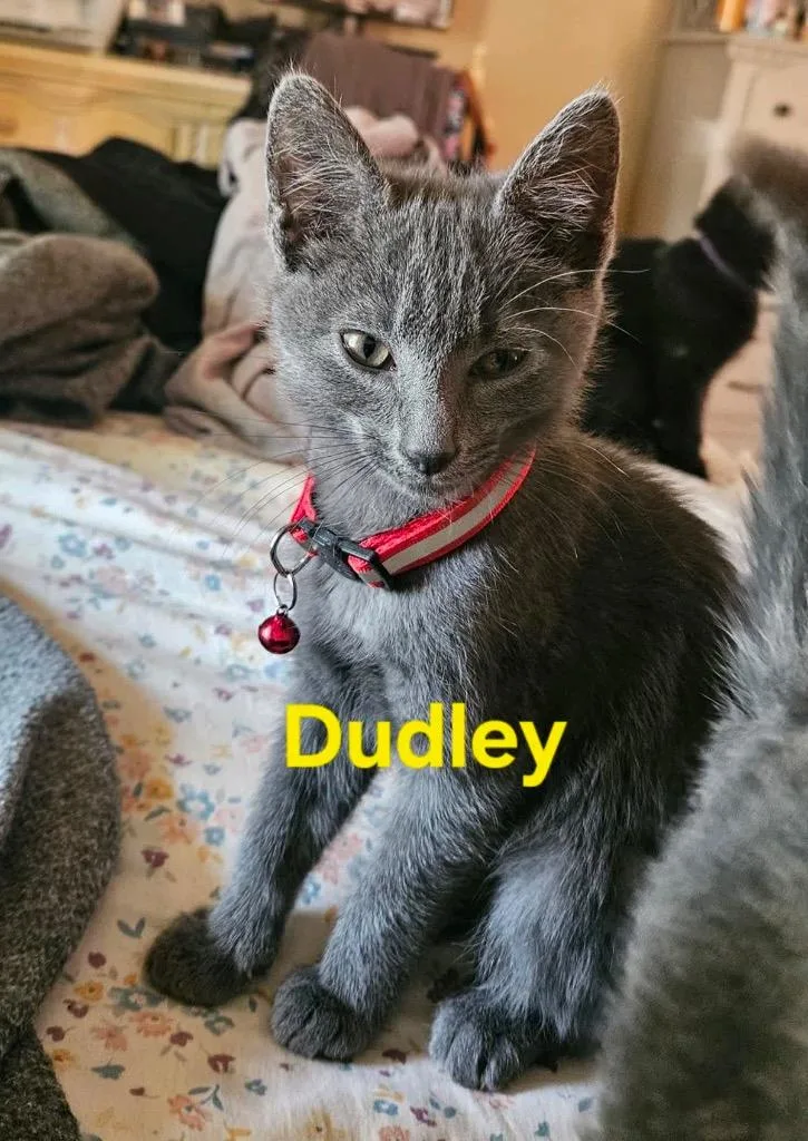 Dudley thumbnail 3