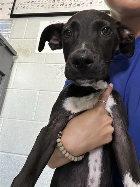 A baby small-sized male German Shorthaired Pointer dog named Renly for adoption in Corpus Christi, TX