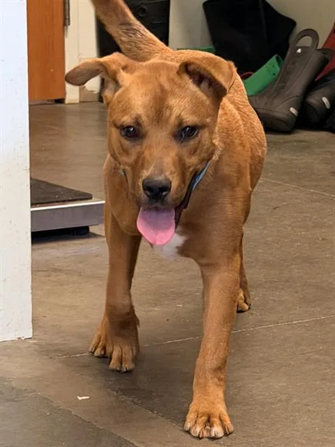 A young medium-sized female Terrier dog named Raye for adoption in Santa Cruz, CA