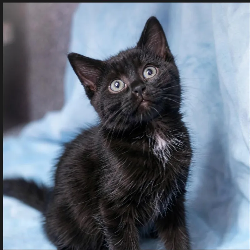 A baby small-sized male Black Domestic Short Hair cat named Eberhard for adoption in Ponte Vedra, FL