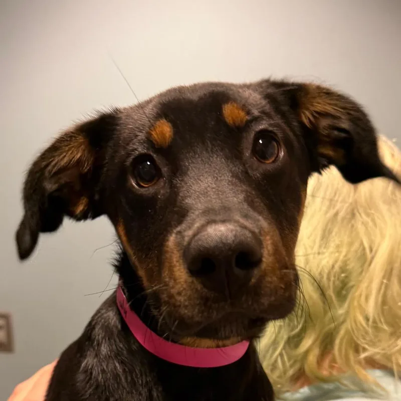 A baby small-sized female Black Mixed Breed dog named Lulu for adoption in Chattanooga, TN