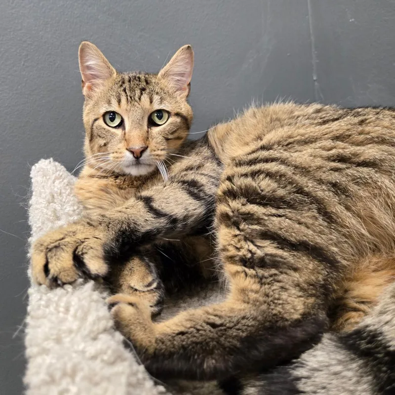 An adult medium-sized male Brown / Chocolate Domestic Short Hair cat named Gilbert for adoption in Hamburg, NY