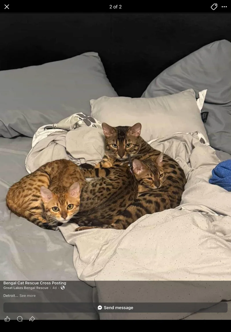 A young small-sized female Tabby (Leopard / Spotted) Bengal cat named Ember & Blaze for adoption in Louisville, KY