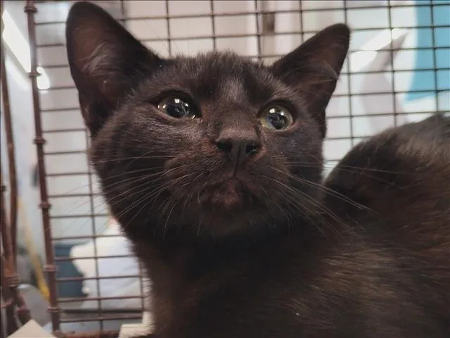 A baby small-sized female Domestic Short Hair cat named A for adoption in Los Angeles, CA