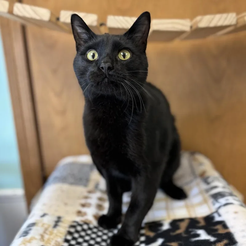 An adult medium-sized male Black Domestic Short Hair cat named Jean Phillipe for adoption in Fargo, ND