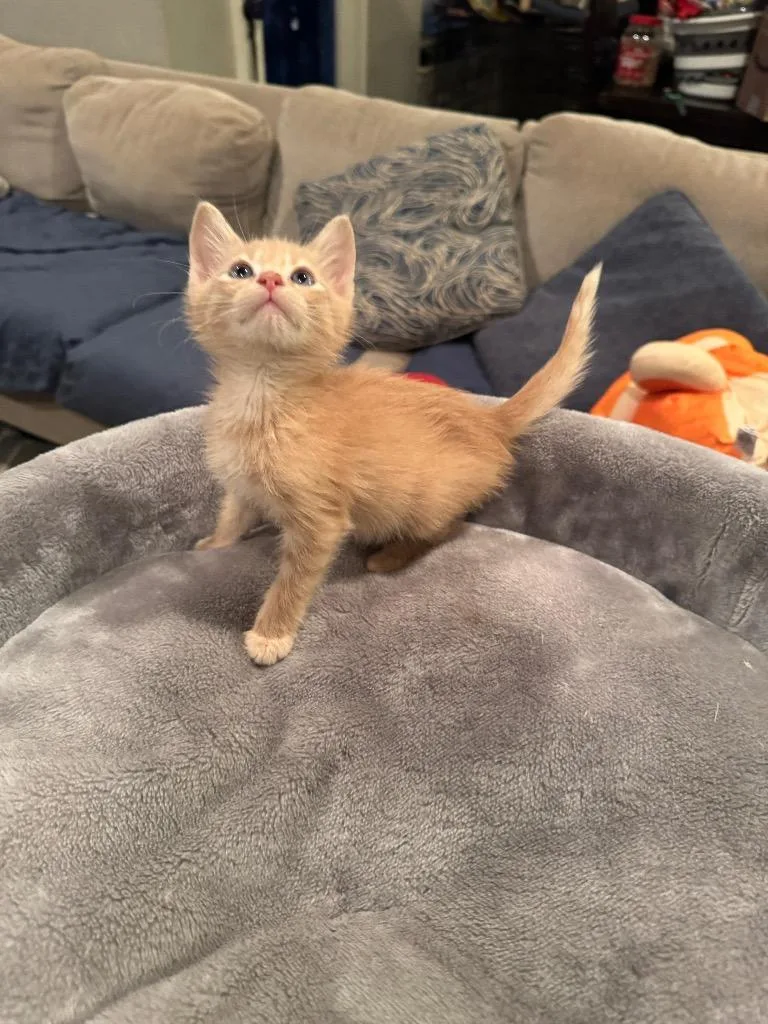 A baby medium-sized male Domestic Short Hair cat named Noodle for adoption in San Antonio, TX