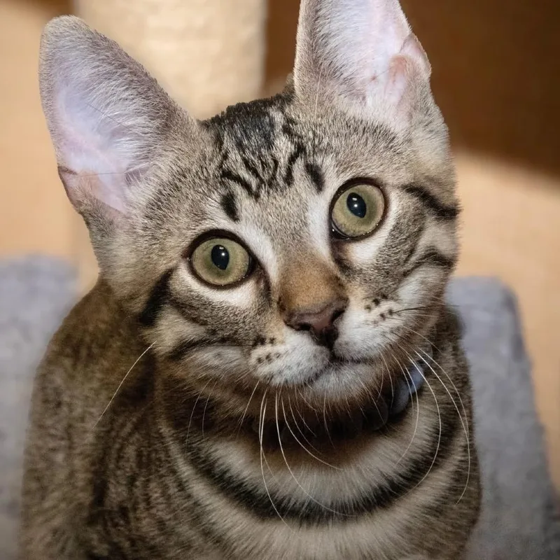 A young small-sized male Black Domestic Short Hair cat named Sawyer for adoption in Santa Fe, TX