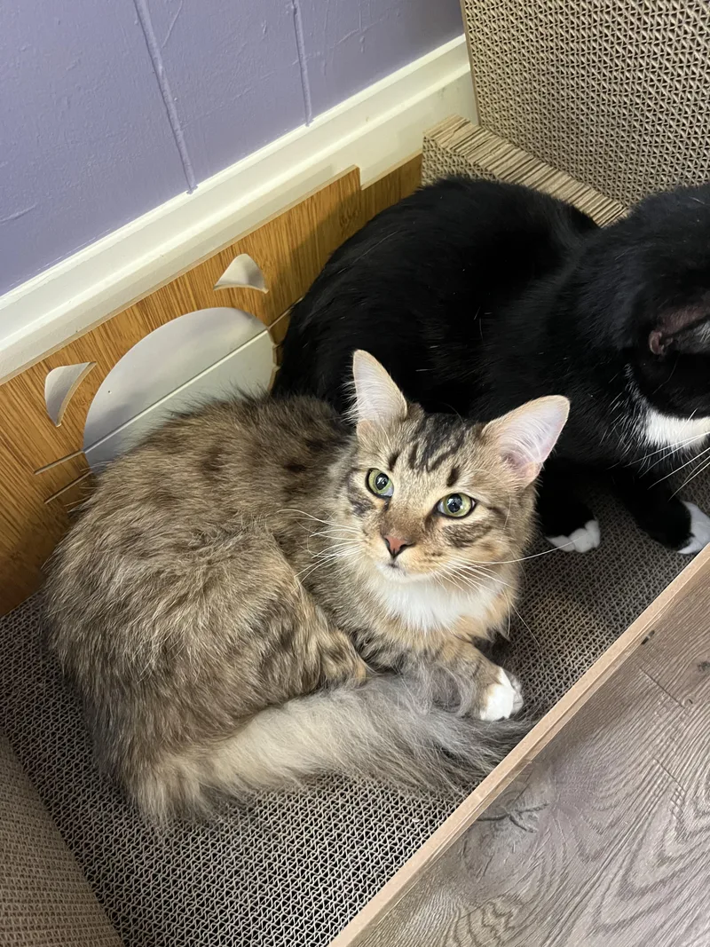 Tiger + [pepino] thumbnail 3