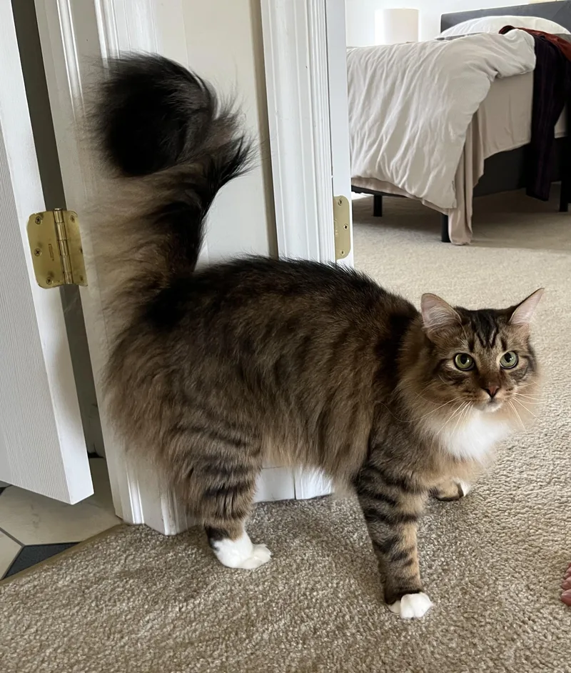 Tiger + [pepino] thumbnail 4