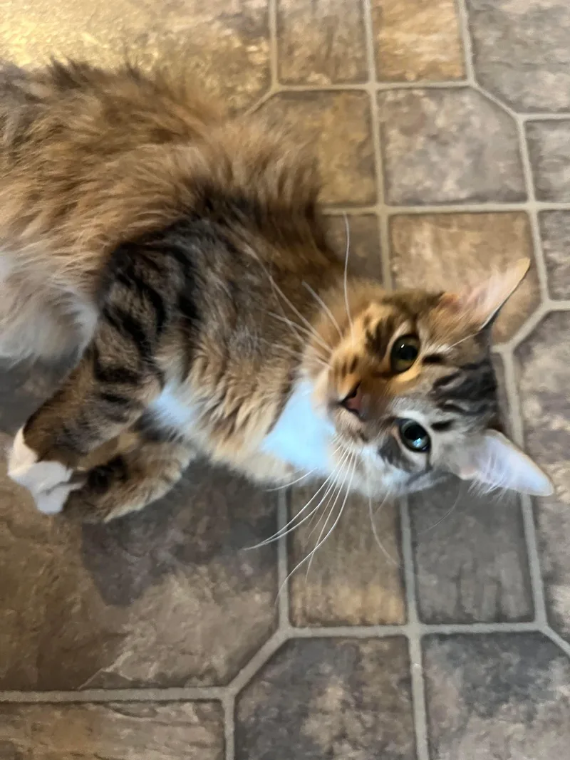 Tiger + [pepino] thumbnail 5