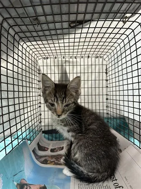 A baby small-sized male Domestic Short Hair cat named Jimmy for adoption in Fort Lauderdale, FL