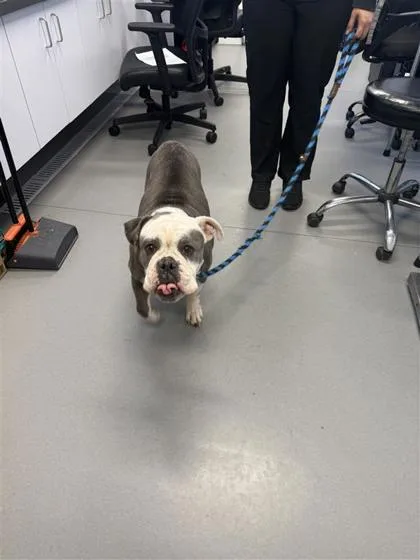 An adult medium-sized female Mixed Breed dog named Greta for adoption in West Chester, PA