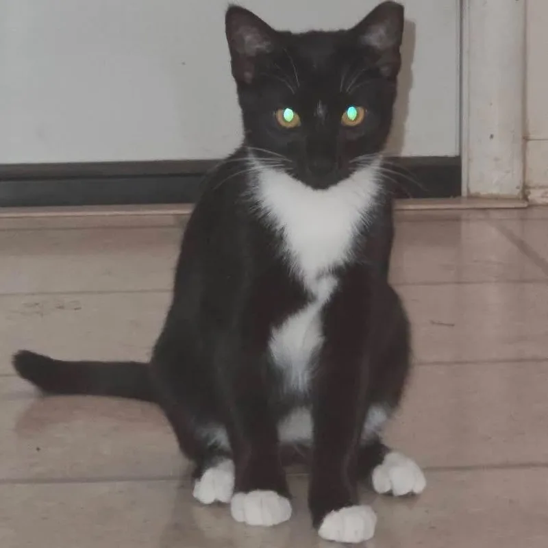A baby small-sized male Black Domestic Short Hair cat named Zander for adoption in Medina, OH