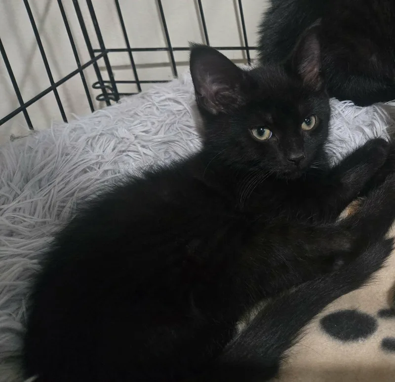 A young medium-sized male Black Domestic Short Hair cat named Issac for adoption in oxford, PA