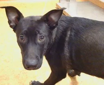 A young small-sized female Pit Bull Terrier dog named Pepper. for adoption in Sacramento, CA