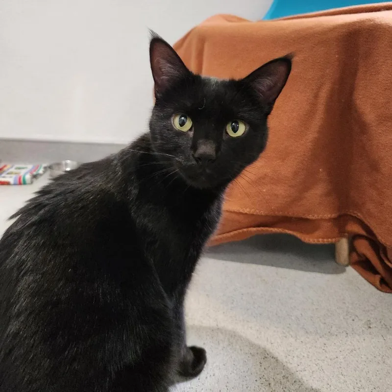 An adult medium-sized female Domestic Short Hair cat named Gypsum for adoption in Murray, UT
