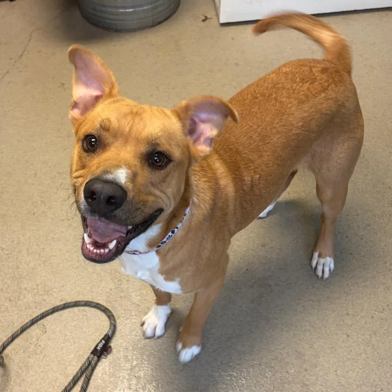 An adult large-sized male Yellow / Tan / Blond / Fawn Mixed Breed dog named Dexter for adoption in Fredericksburg, VA