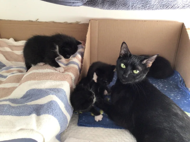 An adult medium-sized female Black Domestic Short Hair cat named Midnight for adoption in Salisbury, MA