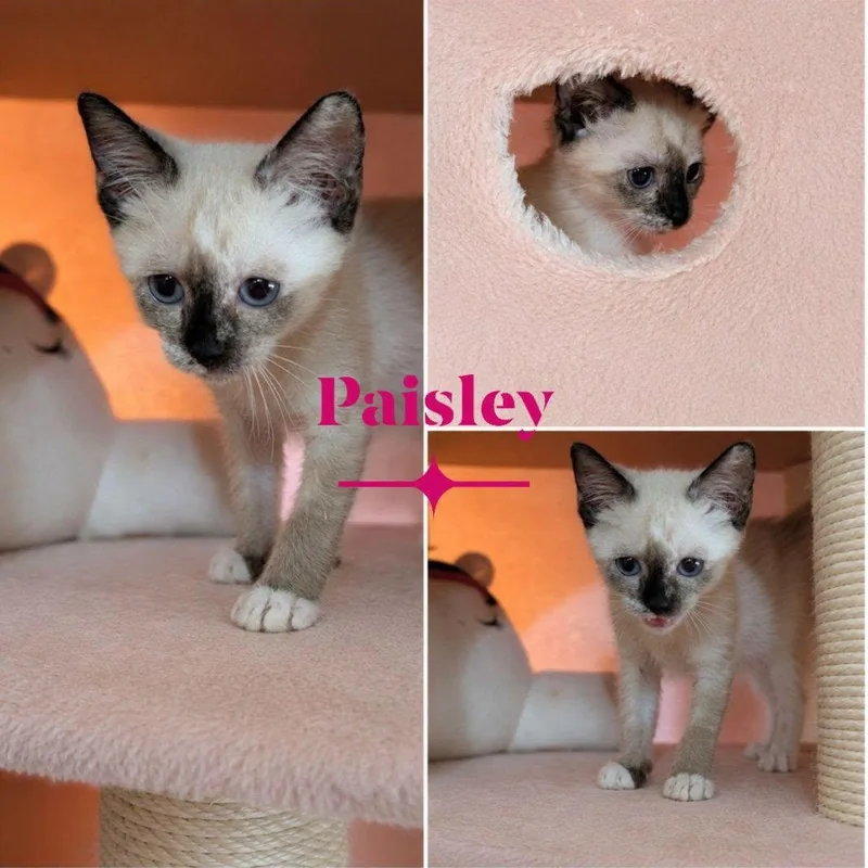 Paisley