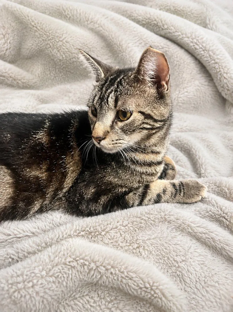 A young medium-sized male Tabby (Brown / Chocolate) Domestic Short Hair cat named Brady for adoption in Raleigh, NC