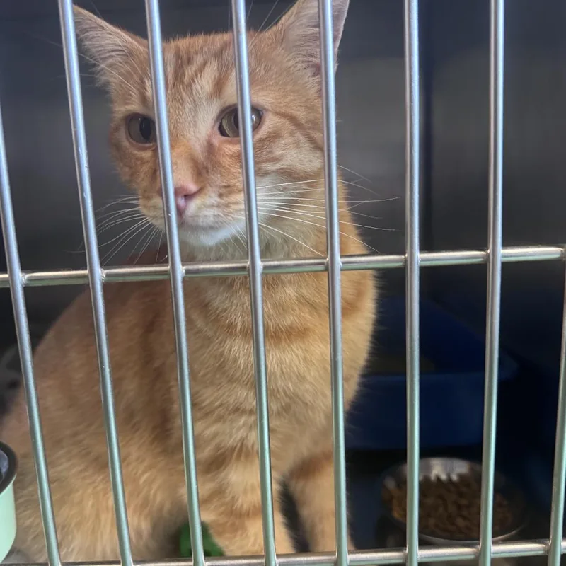 An adult large-sized male Orange / Red Domestic Short Hair cat named Cheeky Boi for adoption in South Haven, MI