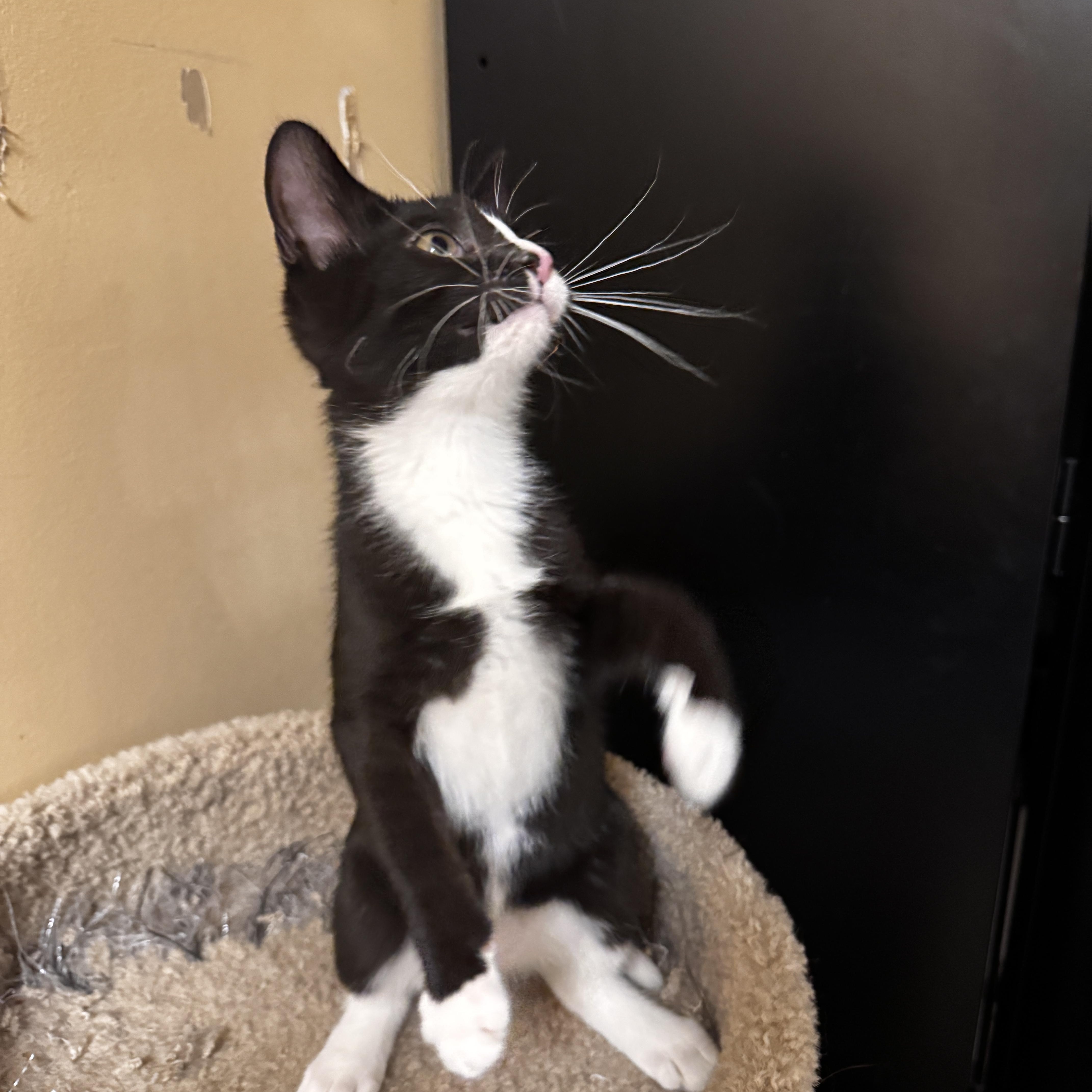 A baby medium-sized female Black & White / Tuxedo Tuxedo cat named Sifa for adoption in Independence, OH