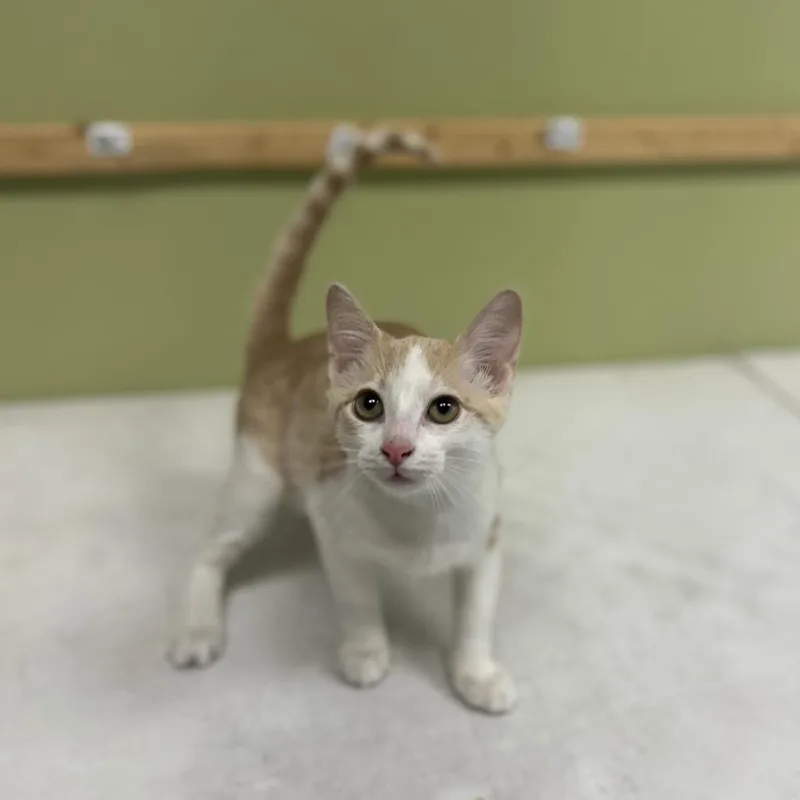 A baby small-sized male Cream / Ivory Domestic Short Hair cat named Gaston for adoption in Kyle, TX