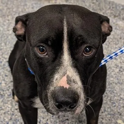 An adult medium-sized female Black Mixed Breed dog named Patricia for adoption in Greenville, SC