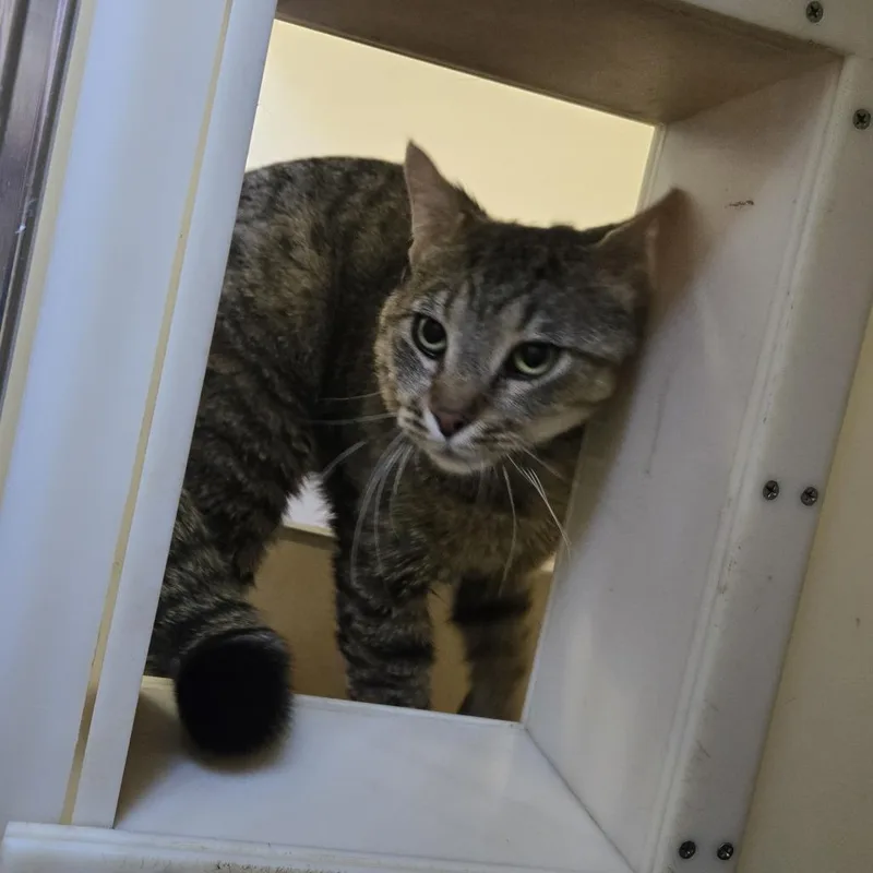 An adult large-sized male Brown / Chocolate Domestic Short Hair cat named Mugsey for adoption in Tawas City, MI