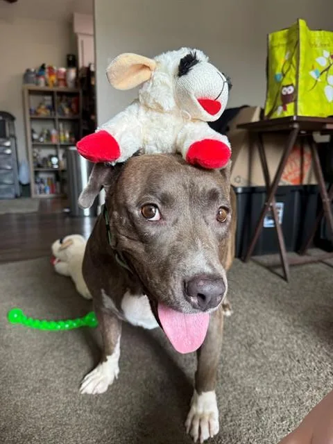 An adult large-sized female Pit Bull Terrier dog named Emma for adoption in Mesa, AZ