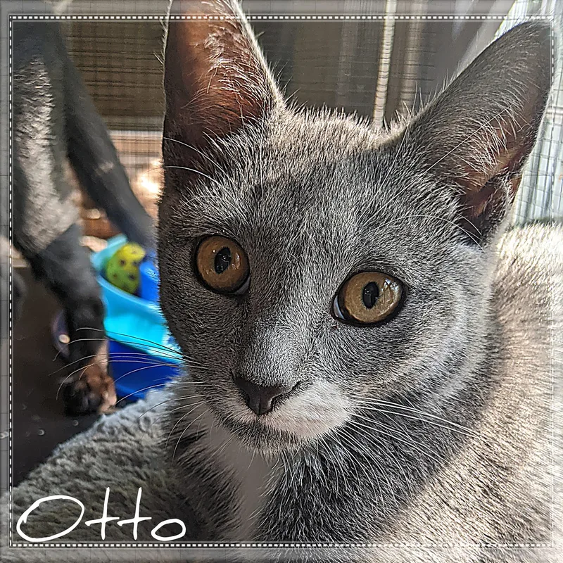Otto