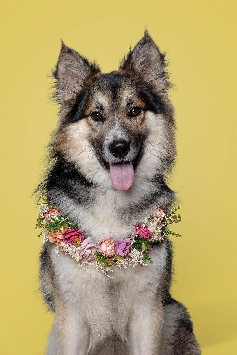 An adult medium-sized male Mixed Breed dog named Ebeneezer Aka Ebby for adoption in Bowdoin, ME