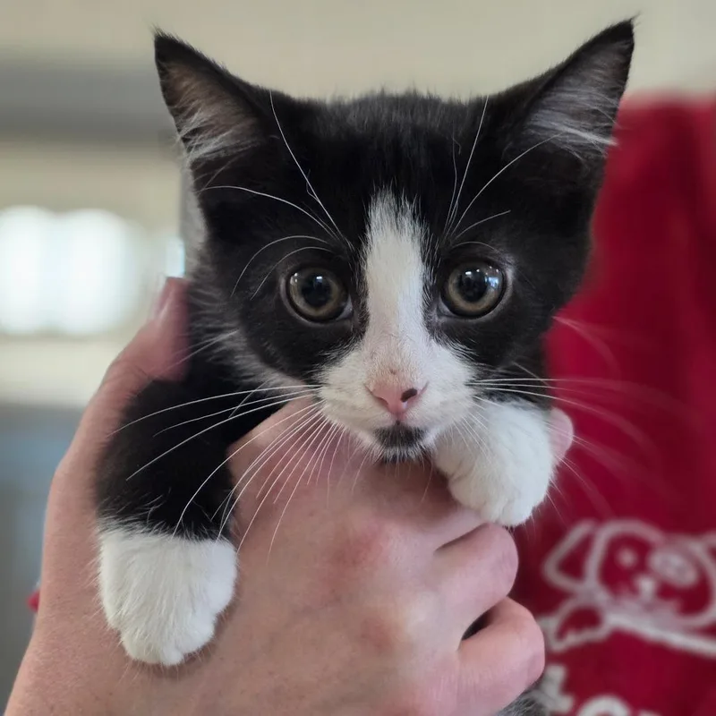 A baby small-sized female Black Domestic Short Hair cat named Madelyn Gosselin for adoption in Chatham, VA