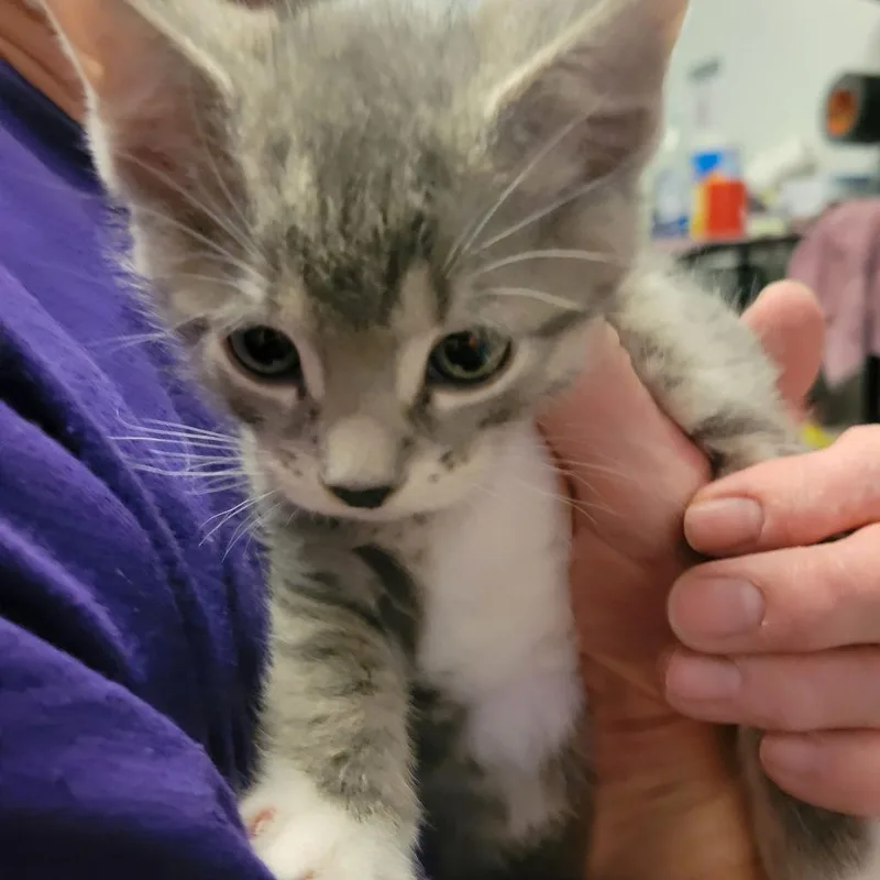 A baby medium-sized male Domestic Short Hair cat named Gavin for adoption in St. Cloud, MN