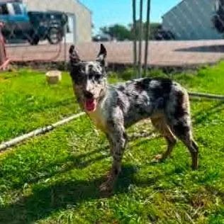 An adult small-sized male Black Mixed Breed dog named Bingo for adoption in Edwardsville, IL