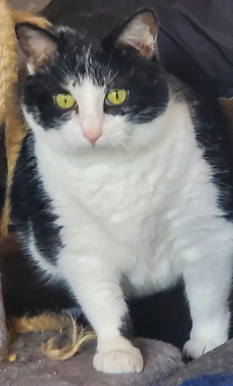 An adult large-sized male Black & White / Tuxedo Domestic Short Hair cat named Denim Bonded with for adoption in Camden, TN